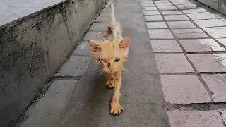 This unnoticed little stray cat was covered in yellow grease, obscuring his original white fur.