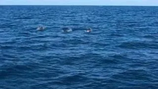 Delfine in freier Wildbahn im Atlantik vor Fuerteventura