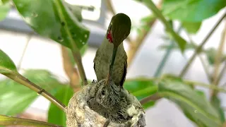 Anna’s Hummingbird Christina Feeding Her 17 Days Old Nestling Solo