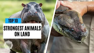 Top 10 Strongest Animals on Land