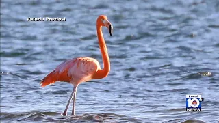 Pink flamingos appearing more often in the South Florida wild again