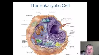 Chapter 5 - The Eukaryotes