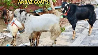 Full Mental Malwa Bakro Ka Collection At Arbaz Goat’s