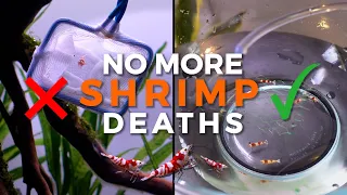 CRYSTAL RED SHRIMP | Drip Acclimation Explained