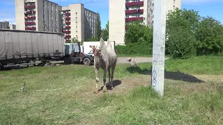 В Таганроге пасутся верблюды