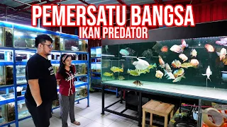 KAKAK CANTIK!!! KECANDUAN! HOBI KOLEKSI IKAN PREDATOR MONSTER!!!