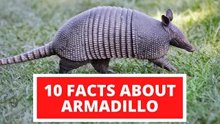 10 Interesting Facts About Armadillos