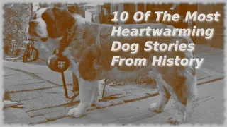 Top10 | 10 Of The Most Heartwarming Dog Stories From History