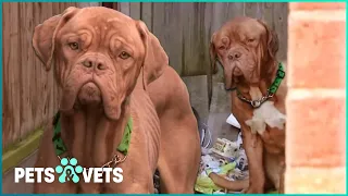 Abandoned Starving French Mastiff Brothers Desperate For Help | Dog Rescuers Marathon | Pets & Vets