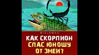 Как скорпион спас парня от змеи?