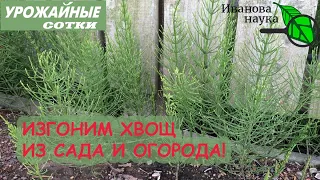 УСПЕШНАЯ БОРЬБА С ХВОЩЕМ. ХВОЩ - ЭТО НЕ СТРАШНО!