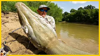 20 gigantische Flussmonster, die mit der Kamera gefilmt wurden