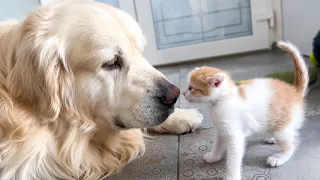 Mom Cat Shows Baby Kittens how to be friends with a Golden Retriever