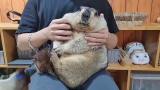when you are a tame marmot