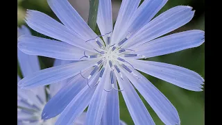 Chicorée sauvage/Wild Chicory (Cichorium intybus)