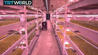 Urban Farming: Micro-farms taking root in London's underground