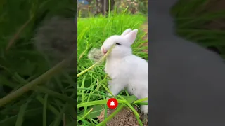 🐇Cute Rabbit 4k Status 🐰 || Cutest Animals In The World #shorts #viral #short #status #trending