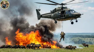 How Do Hunters And American Farmers Deal With Millions Of Wild Boars By Helicopter Part 2