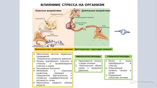 Гормоны стресса и общий адаптационный синдром