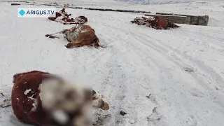 В районе Бурятии нашли свалки трупов