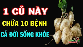 Tác Dụng Bổ Hơn Sâm Của CỦ ĐẬU, Vị Thuốc QUÝ HƠN VÀNG, Nhà Nào Có Mà Không Biết Dùng Thì Quá Phí