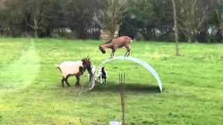 Goats balancing on flexible metal sheet
