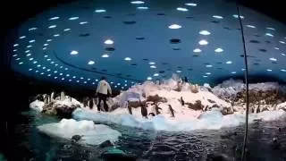 Penguins Loro Park