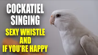 This Will Make YOUR COCKATIEL SING