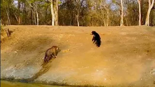 Huge Male Tiger and Sloth Bear face to face.