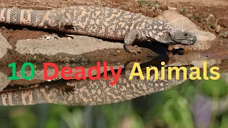 10 Deadly Animals | deadly animals