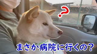 病院に連れて行かれると勘違いした柴犬がブルブル震える…