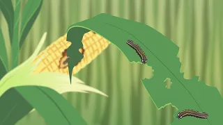 Science Research Explainer: Fall Army Worm Crop Protection