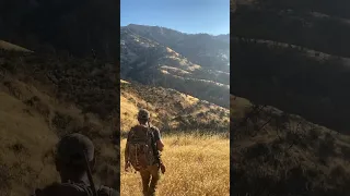 California Hunting, A zone blacktail buck, 105 degree weather.