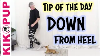 Train your dog to down when heeling