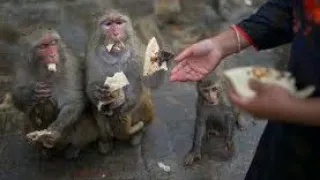 kiki monkey feeding drinking and eating Beez tricks and travel