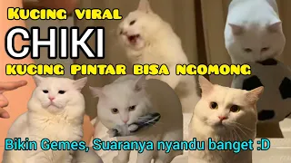 Kumpulan Video Chiki Kucing Putih Pintar Ngomong - Ciki Kucing Putih Viral - Ciki kucing Tiktok