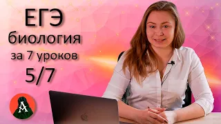 ЕГЭ биология за 7 уроков. 5/7 (Разнообразие живых организмов)