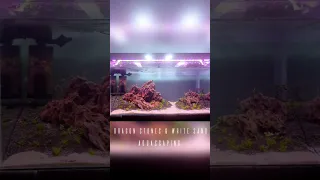 90 cm Iwagumi style Planted Aquarium setup | Planted Aquariums For Beginners