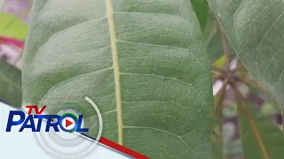 Abo mula sa Bulkang Mayon bumagsak sa bahagi ng Guinobatan, Albay | TV Patrol