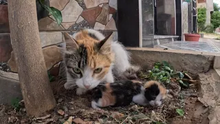 Poor mama cat has two newborn kittens without a home.