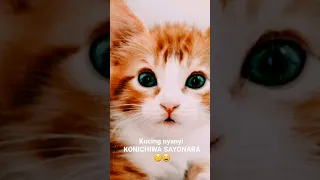 kucing nyanyi konichiwa sayonara ☺️😄🤭