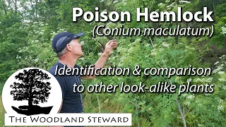 Poison Hemlock (Conium maculatum) - 6/15/20 - It’s all around you!