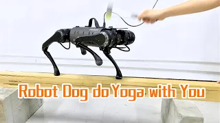 Robot Dog do Yoga with You