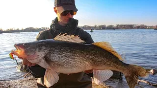 How to Catch MASSIVE FOX RIVER WALLEYES from SHORE (De Pere) I CAUGHT A MUSKY!? *Episode 2*