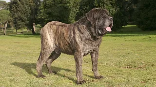 Топ-10 самых крупных пород собак в мире!!!