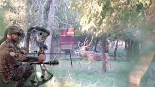 Axis Deer Bow Hunt!