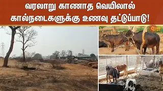 வரலாறு காணாத வெயிலால் கால்நடைகளுக்கு உணவு தட்டுப்பாடு! அரசு நடவடிக்கை எடுக்க விவசாயிகள் கோரிக்கை