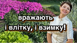 Багаторічники в ландшафті. Ґрунтопокривні рослини для саду.