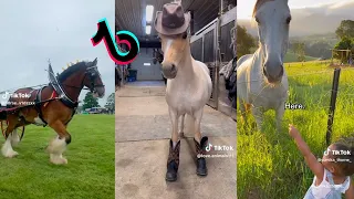 The Cutest HORSES - Equestrian TikTok Compilation #7