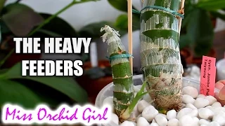 About heavy feeding Orchids - When more fertilizer is needed